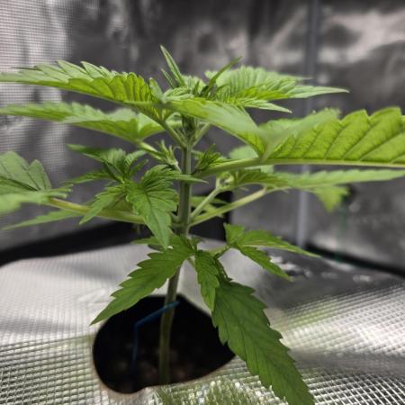 First time with Hydro