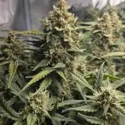 First time with Hydro