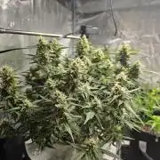 First time with Hydro