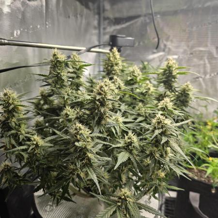 First time with Hydro
