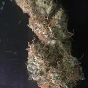 Fastbudz