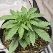 CCG~Sensi Seeds