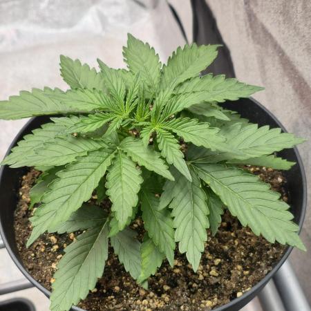 CCG~Sensi Seeds
