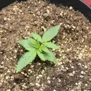 CCG Sensi Seeds