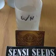CCG~Sensi Seeds