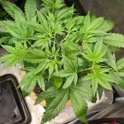 Meine Haze Bunny's
