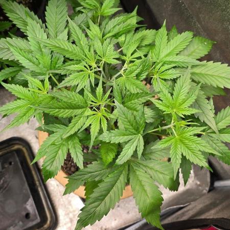 Meine Haze Bunny's