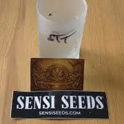 CCG~Sensi Seeds
