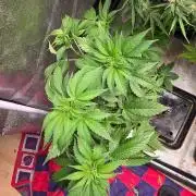 Farm Lady's