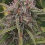 Meine Haze Bunny's