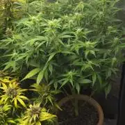 Meine Haze Bunny's