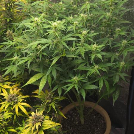Meine Haze Bunny's