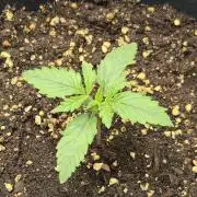 CCG~Sensi Seeds