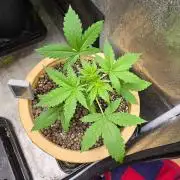 Meine Haze Bunny's