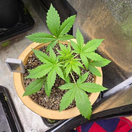 Meine Haze Bunny's