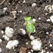 CCG~Sensi Seeds