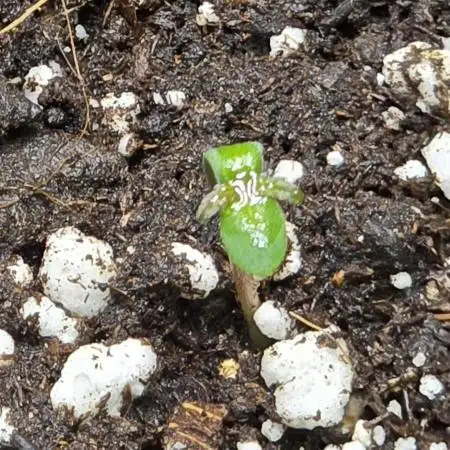 CCG~Sensi Seeds