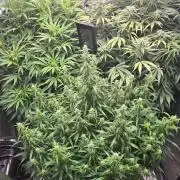 Seed Supplier Contest