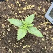 CCG~Sensi Seeds
