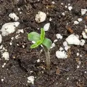 CCG~Sensi Seeds