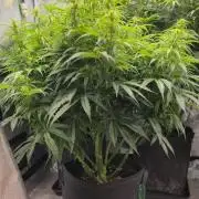 Seed Supplier Contest