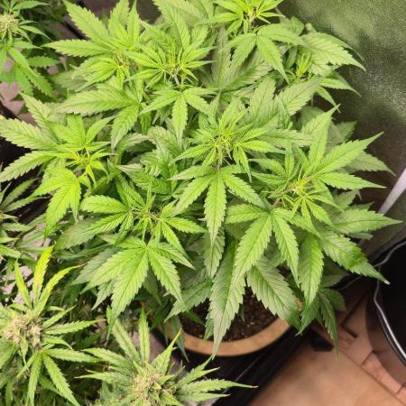 Meine Haze Bunny's