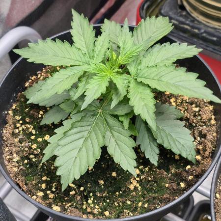 CCG~Sensi Seeds