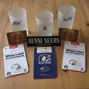 CCG Sensi Seeds