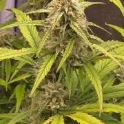 Meine Haze Bunny's
