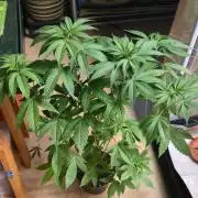 Farm Lady's