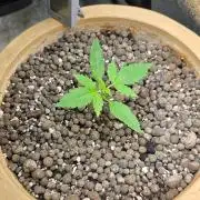 Meine Haze Bunny's