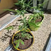 1st Grow