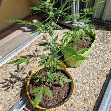 1st Grow
