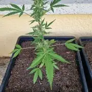 1st Grow
