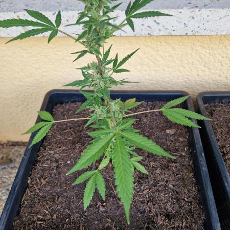 1st Grow