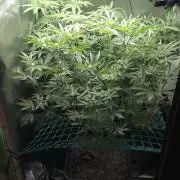 š£Nigiriš£ by Grounded Genetics