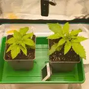 Cookies Haze