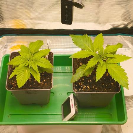Cookies Haze