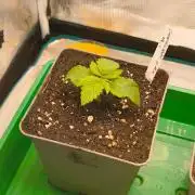 Cookies Haze