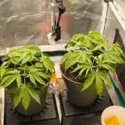 Cookies Haze