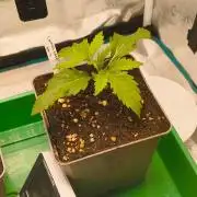 Cookies Haze