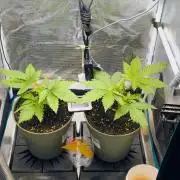 Cookies Haze