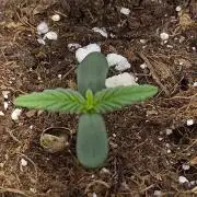 Freyja Banner, Mimosa Bruce Banner