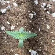 Hecate Banner, Mimosa Bruce Banner