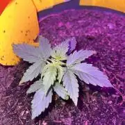 PINEAPPLE EXPRESS F1HYBRID PANZOI