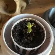 Permanent Marker Cup