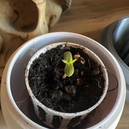 Permanent Marker Cup