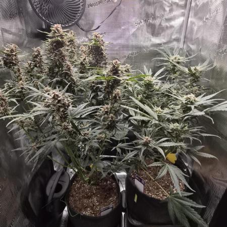 FastBuds grow