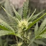 OG Kush Auto