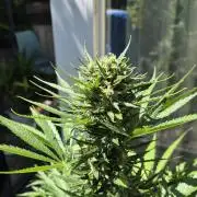 Z up / Pineapple sativa Outdoor